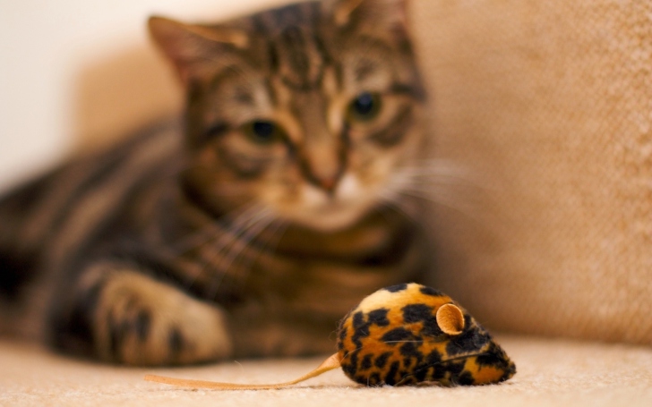 Обои Cat And Mouse Toy