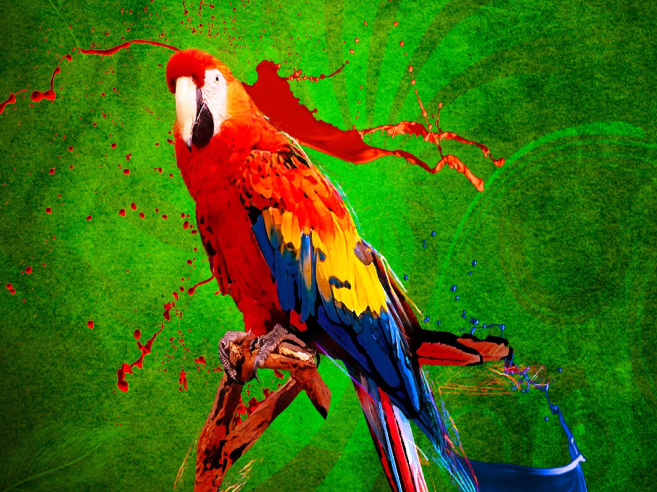 Обои Big Parrot In Zoo 1280x960