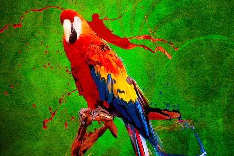 Sfondi Big Parrot In Zoo 480x320