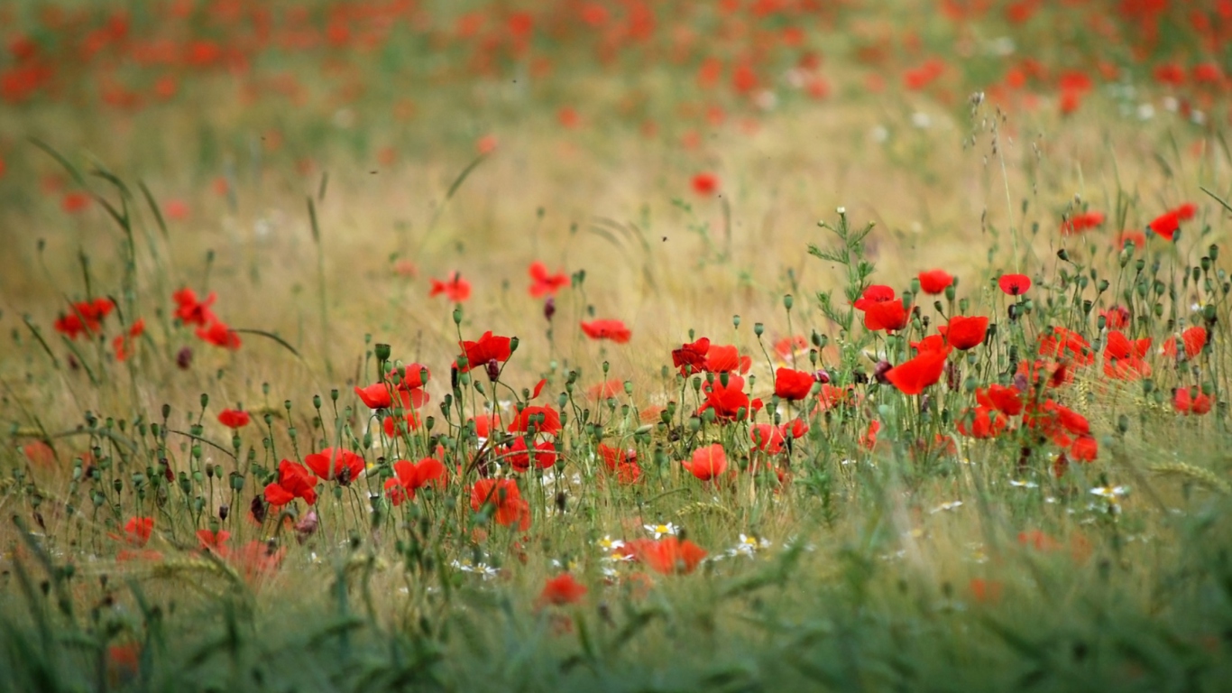 Poppies In Field screenshot #1 1366x768