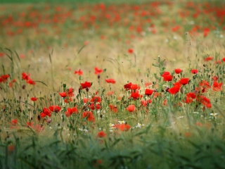 Poppies In Field screenshot #1 320x240