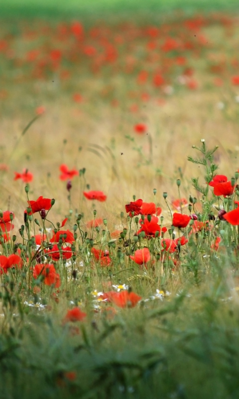 Poppies In Field screenshot #1 480x800