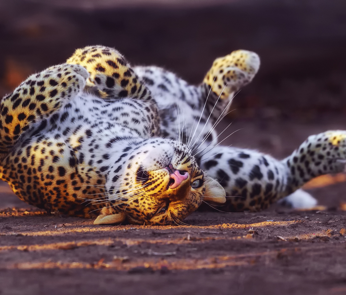 Leopard in Zoo screenshot #1 1200x1024