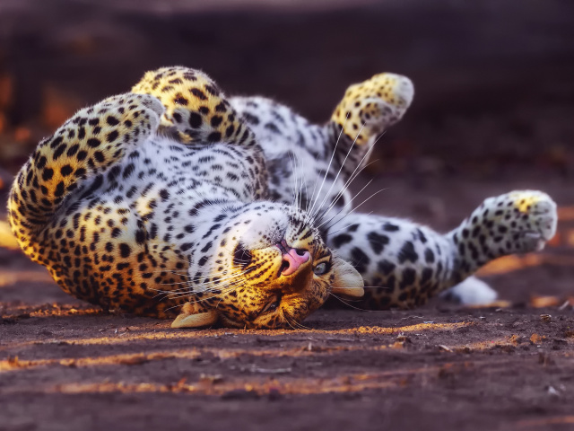 Sfondi Leopard in Zoo 640x480
