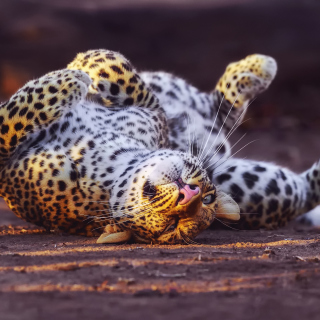 Leopard in Zoo - Obrázkek zdarma pro iPad mini