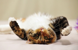 Playful Cat - Obrázkek zdarma pro HTC Wildfire