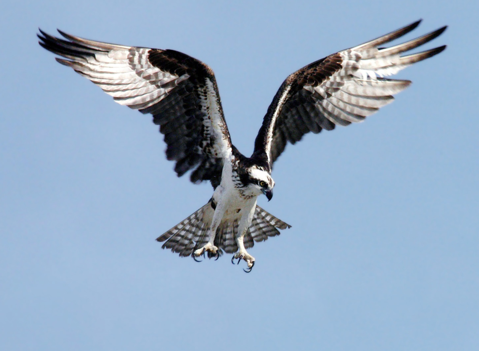 Das Osprey NASA Wallpaper 1920x1408