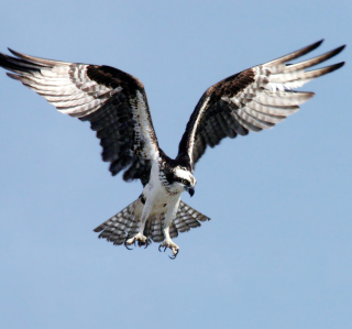 Osprey NASA - Obrázkek zdarma pro 128x128