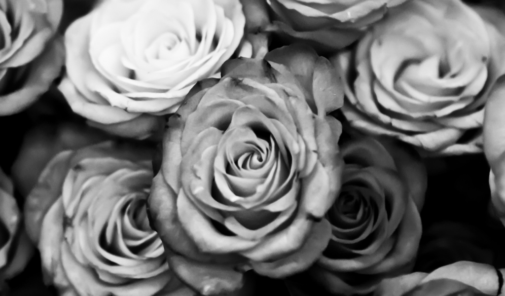 Screenshot №1 pro téma Roses Black And White 1024x600
