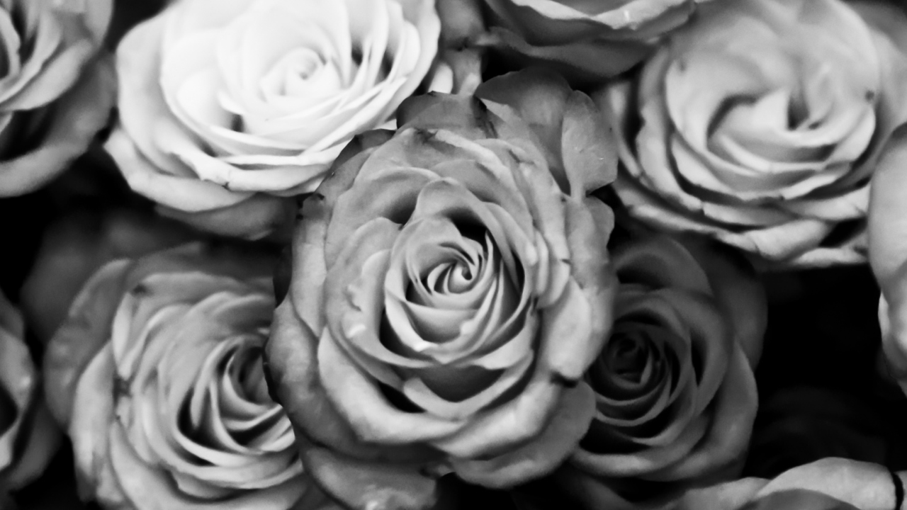 Das Roses Black And White Wallpaper 1280x720