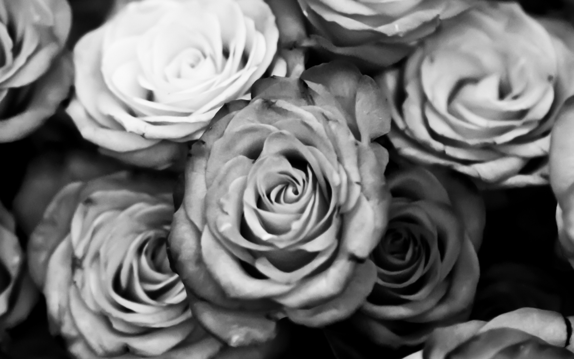 Fondo de pantalla Roses Black And White 1920x1200