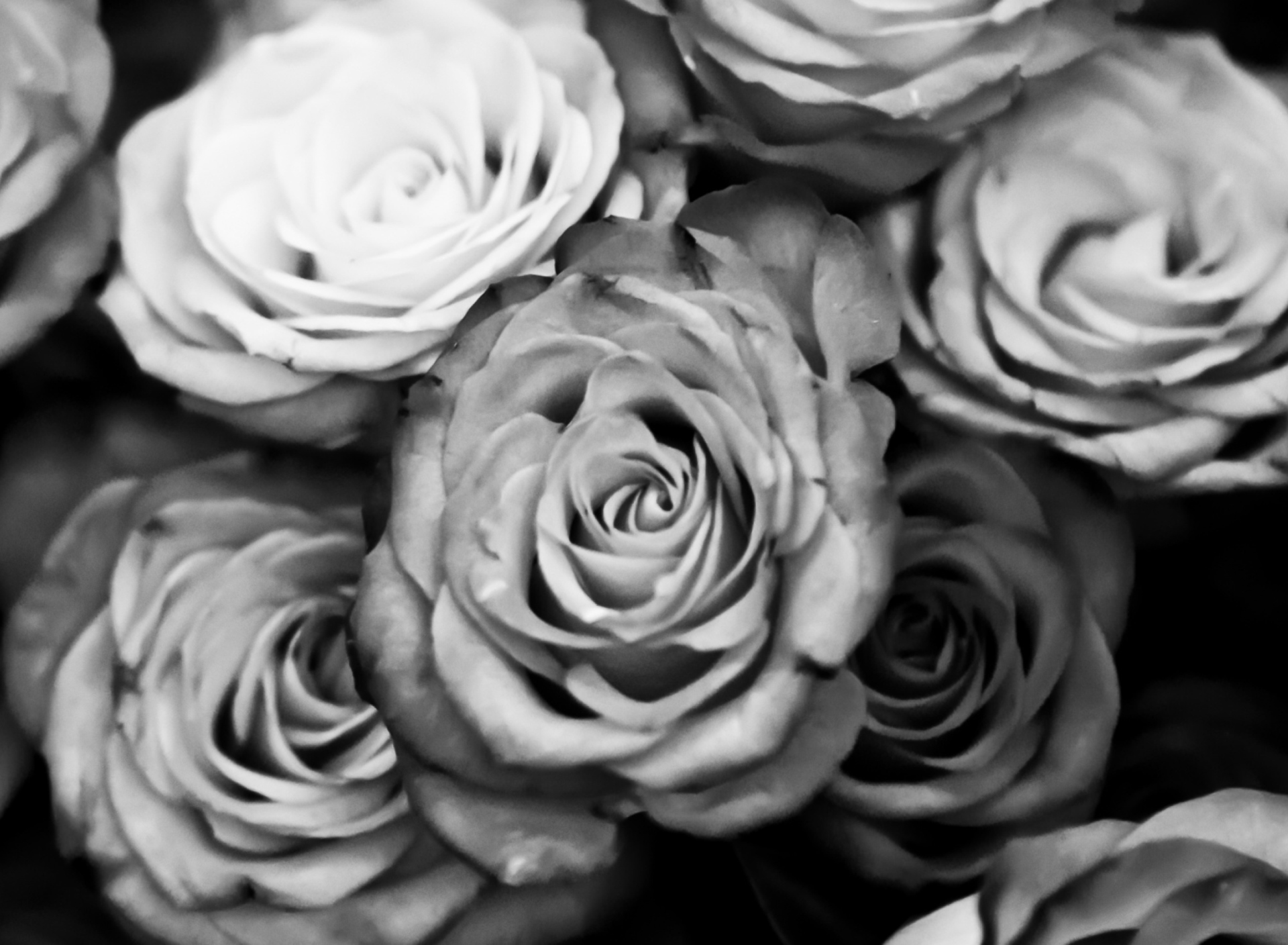 Fondo de pantalla Roses Black And White 1920x1408