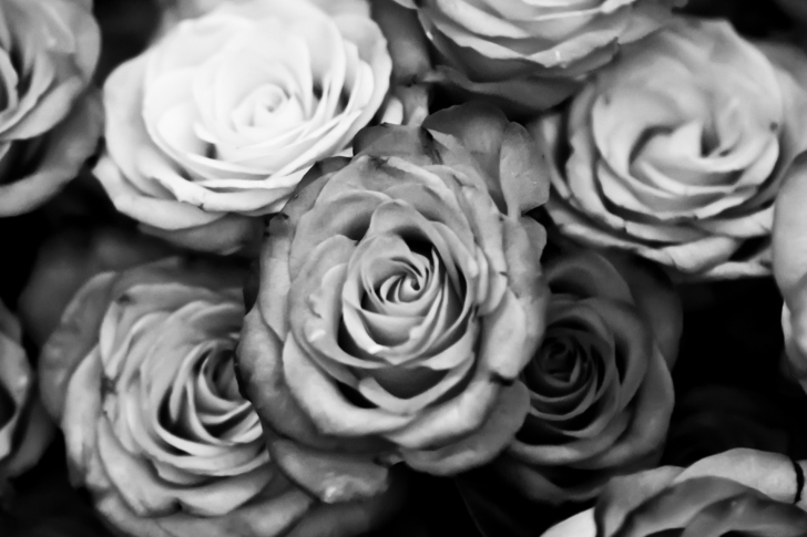 Fondo de pantalla Roses Black And White