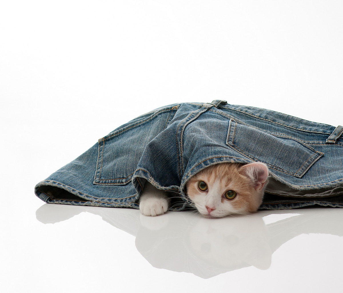 Screenshot №1 pro téma Little Kitten Inside Denim Shorts 1200x1024