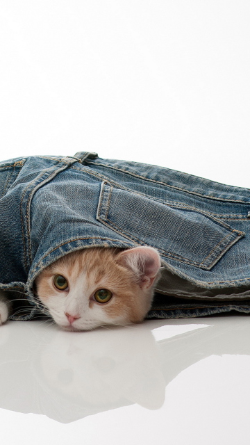 Screenshot №1 pro téma Little Kitten Inside Denim Shorts 360x640