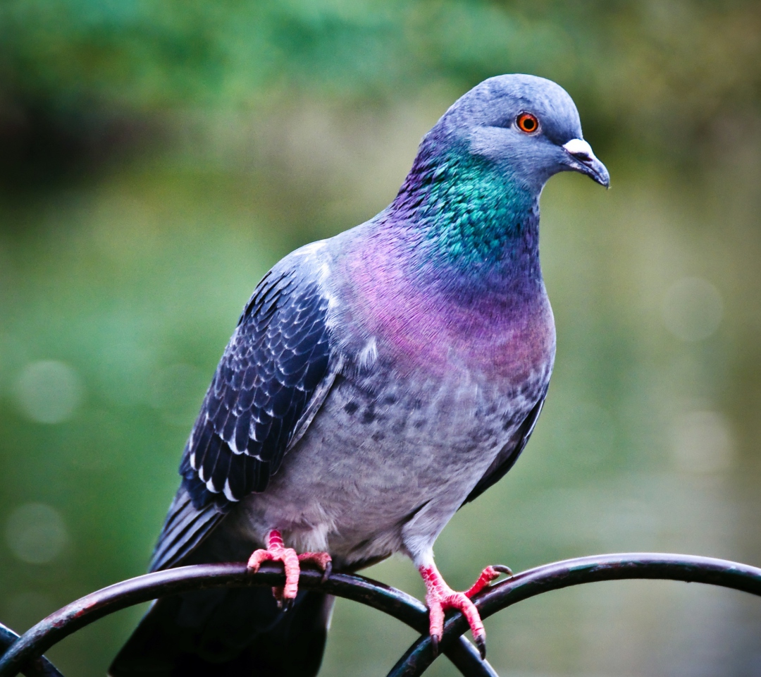 Pigeon wallpaper 1080x960