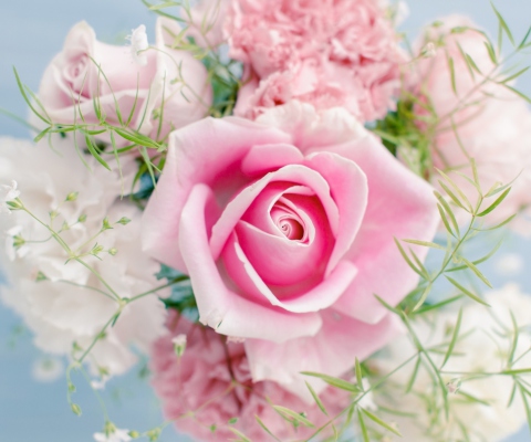 Fondo de pantalla Beautiful Pink Rose 480x400