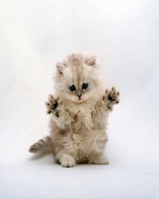 Cute Kitty - Obrázkek zdarma pro Nokia C2-02