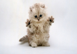 Cute Kitty - Obrázkek zdarma pro Motorola DROID