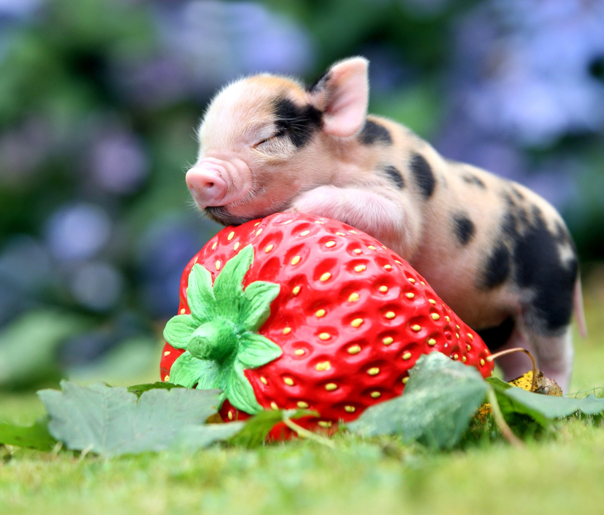 Sfondi Pig and Strawberry 1200x1024