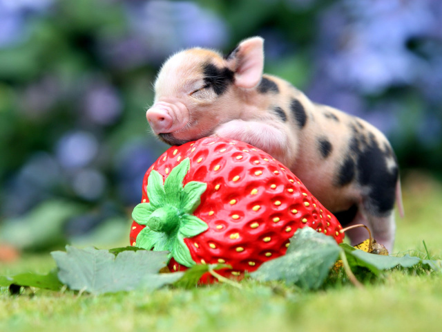 Das Pig and Strawberry Wallpaper 640x480