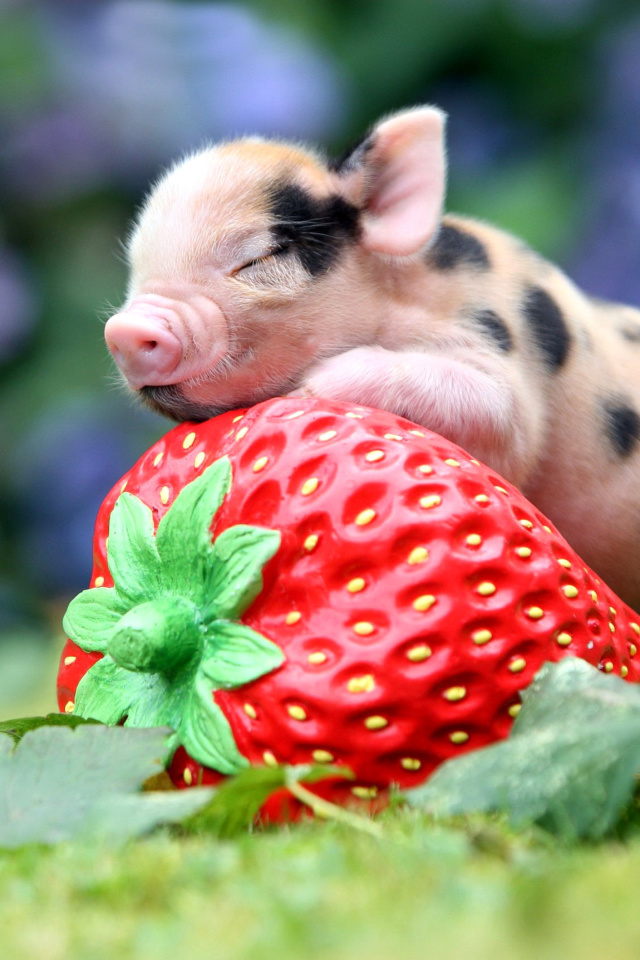 Fondo de pantalla Pig and Strawberry 640x960