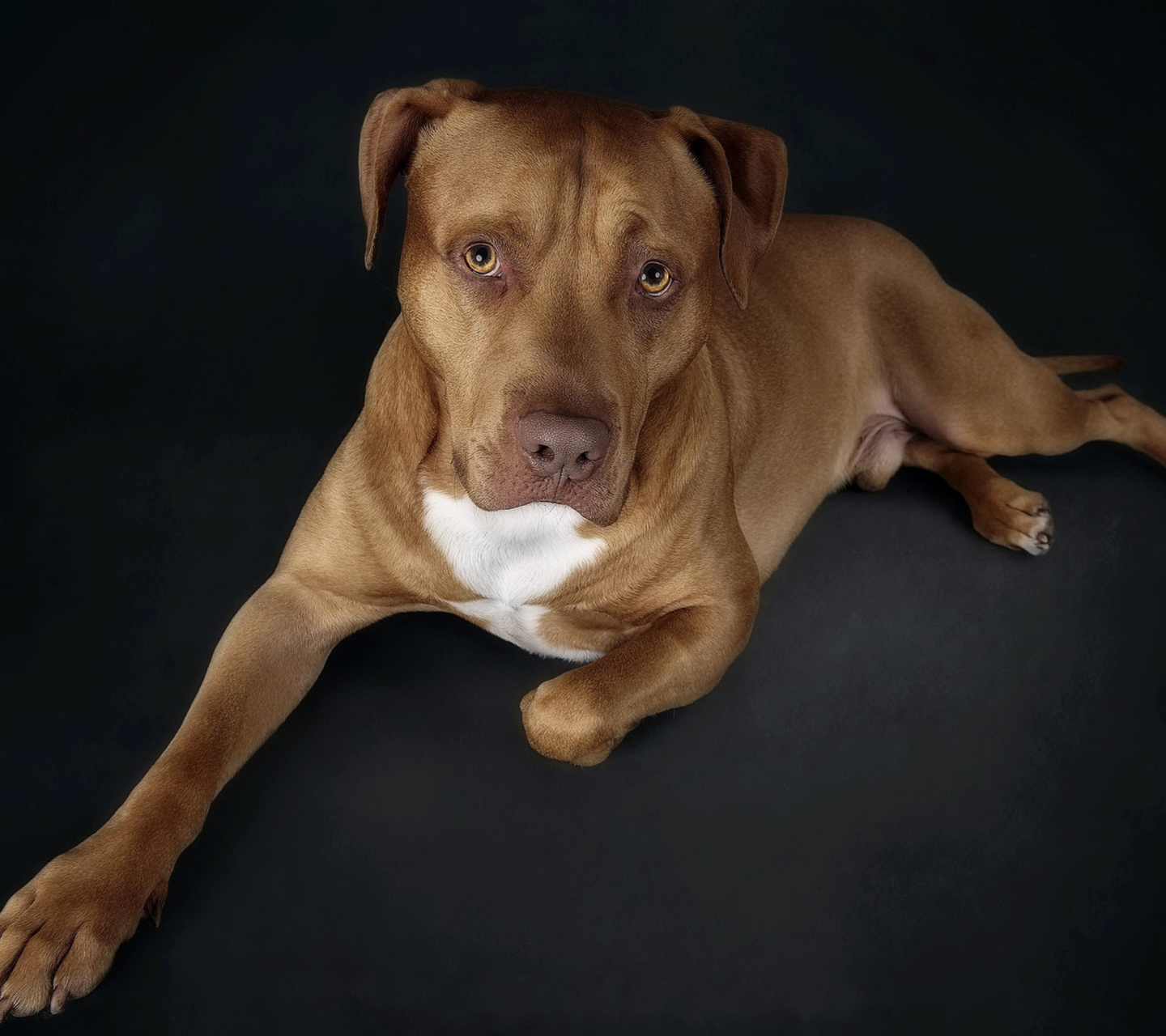 Das Companion dog Wallpaper 1440x1280