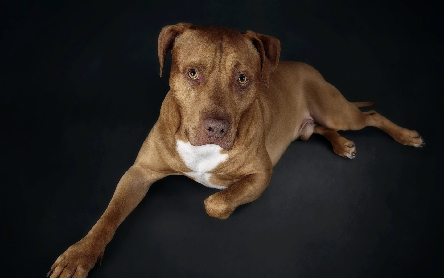 Fondo de pantalla Companion dog 1440x900