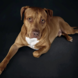 Companion dog - Obrázkek zdarma pro iPad Air