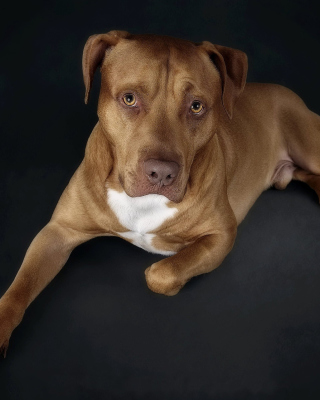 Картинка Companion dog для телефона и на рабочий стол iPhone 6