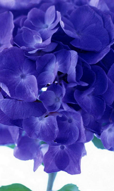 Screenshot №1 pro téma Blue Flowers 480x800