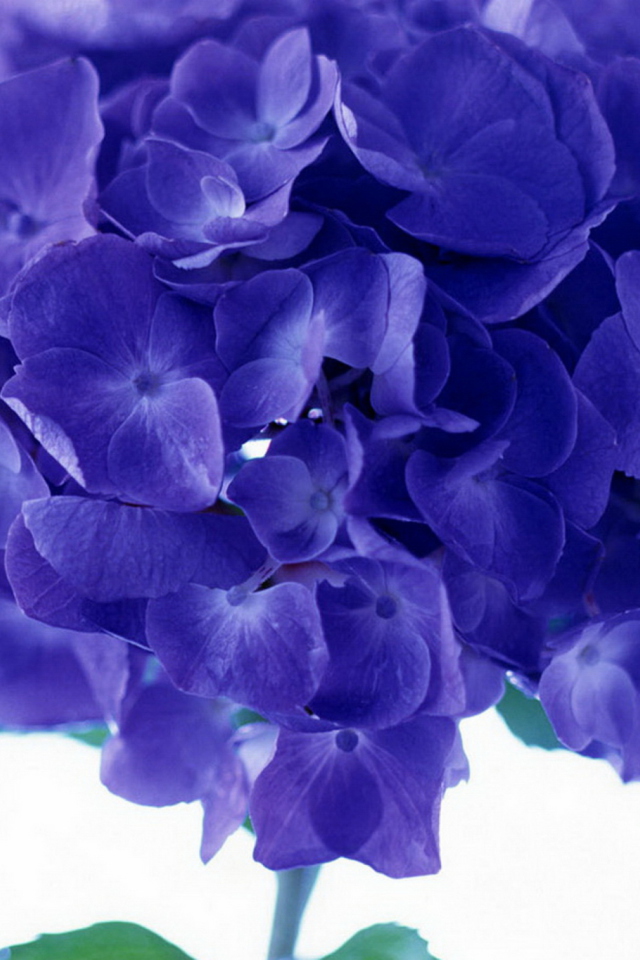 Screenshot №1 pro téma Blue Flowers 640x960