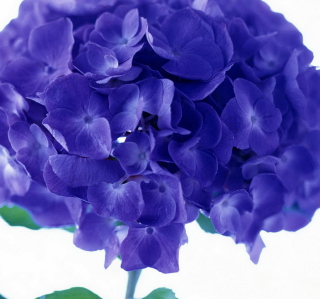 Kostenloses Blue Flowers Wallpaper für iPad 3
