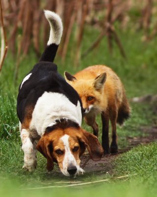 Dog And Fox Friends - Obrázkek zdarma pro Nokia Asha 306