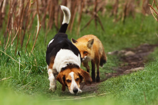 Dog And Fox Friends - Obrázkek zdarma pro HTC One