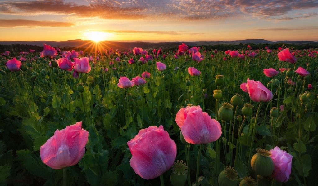 Poppies in Thuringia, Germany wallpaper 1024x600