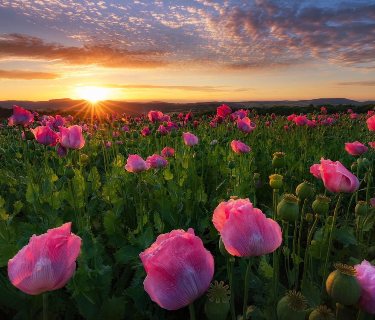 Sfondi Poppies in Thuringia, Germany 1200x1024