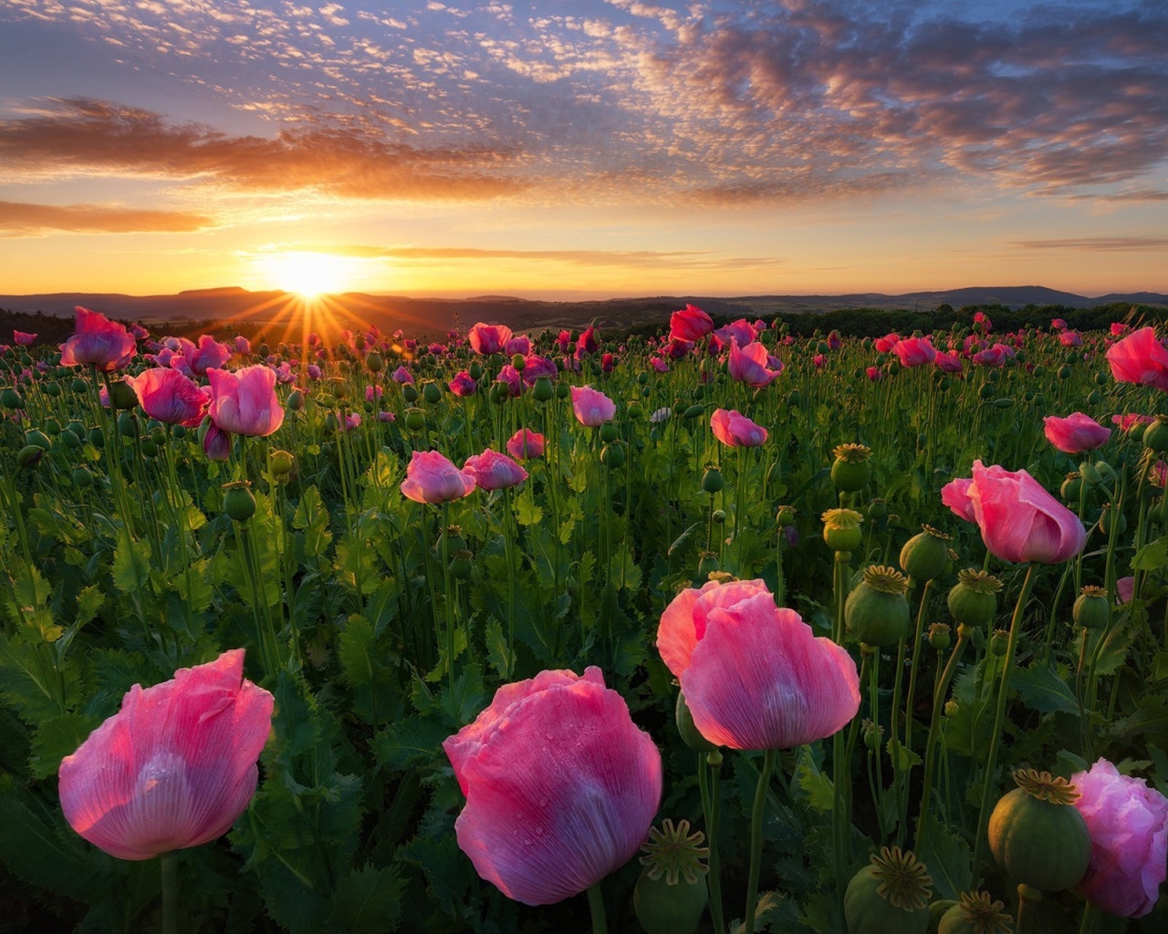 Screenshot №1 pro téma Poppies in Thuringia, Germany 1280x1024