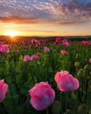 Poppies in Thuringia, Germany wallpaper 128x160