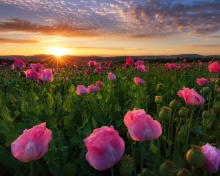 Sfondi Poppies in Thuringia, Germany 220x176