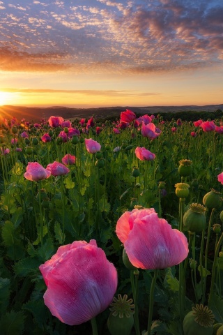 Poppies in Thuringia, Germany wallpaper 320x480