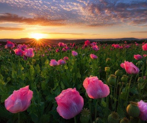 Das Poppies in Thuringia, Germany Wallpaper 480x400