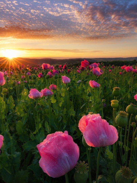 Das Poppies in Thuringia, Germany Wallpaper 480x640