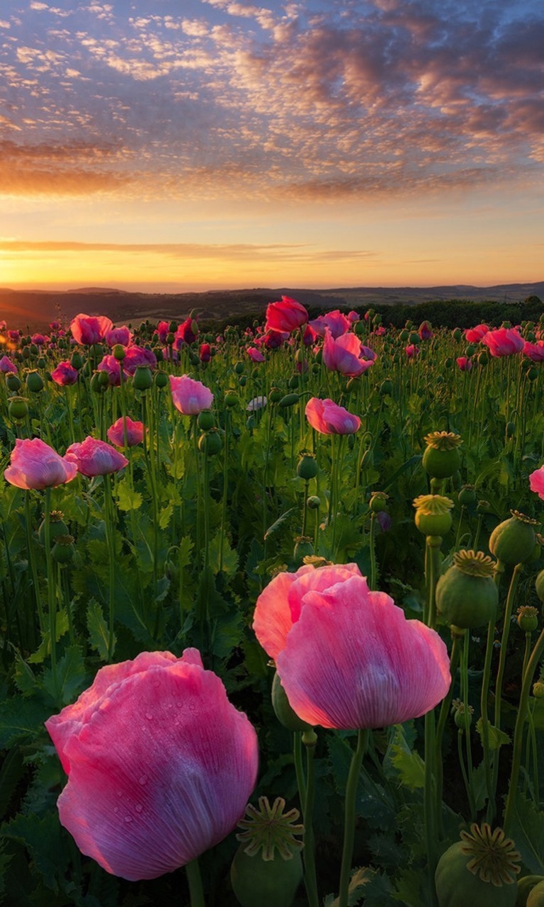 Sfondi Poppies in Thuringia, Germany 768x1280