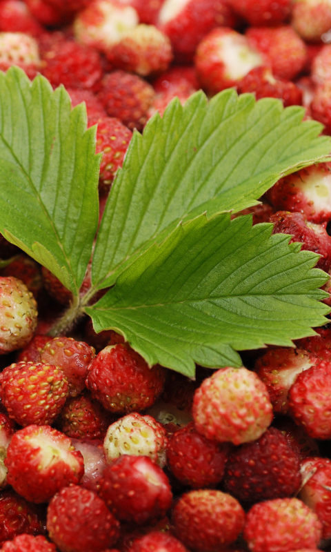 Screenshot №1 pro téma Wild Strawberry 480x800