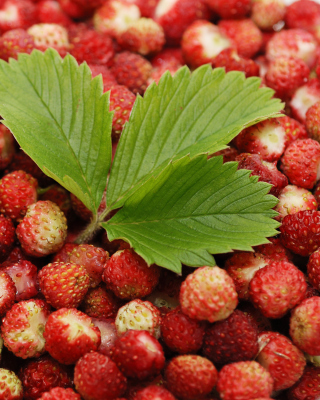 Kostenloses Wild Strawberry Wallpaper für Nokia Lumia 925