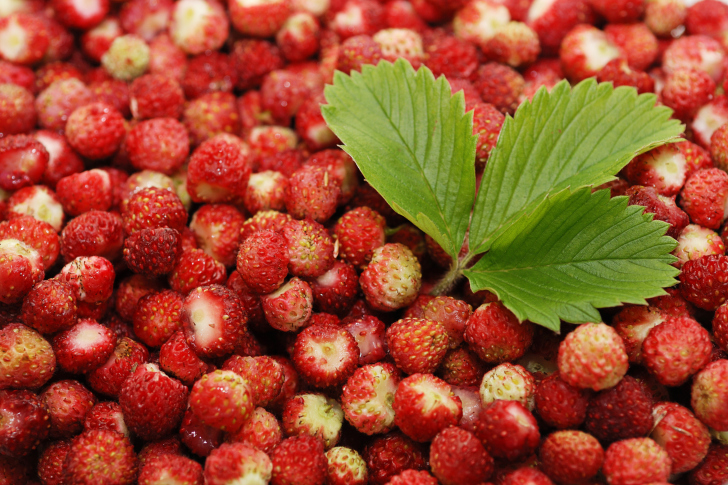 Wild Strawberry wallpaper