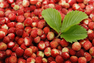 Free Wild Strawberry Picture for Android, iPhone and iPad