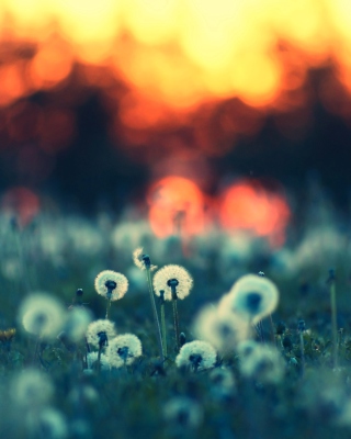 Dandelions At Sunset - Obrázkek zdarma pro 320x480