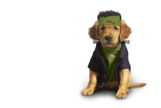 Puppy In Dress - Obrázkek zdarma pro Sony Xperia E1
